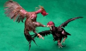 Đá Gà GA28 Tại Vui123