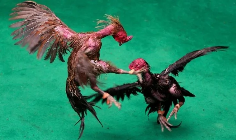 Đá Gà GA28 Tại Vui123