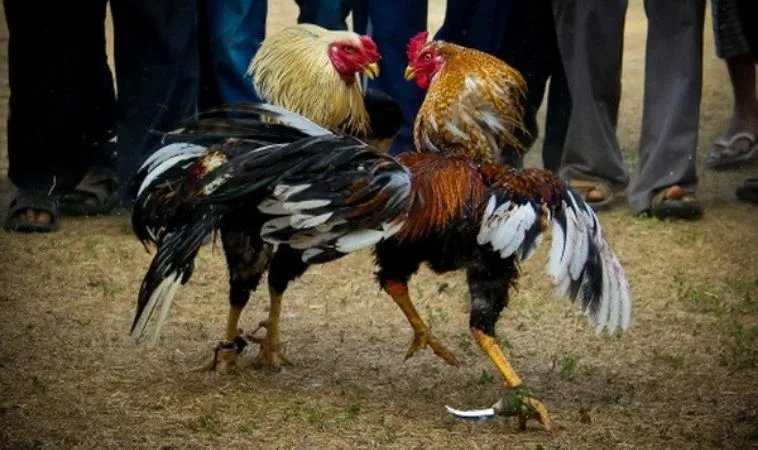 Hướng Dẫn Cách Chơi Đá Gà Ws168 Tại Vui123 Siêu Đỉnh Thắng Lớn Mỗi Ngày 1 Đá Gà Ws168 Tại Vui123